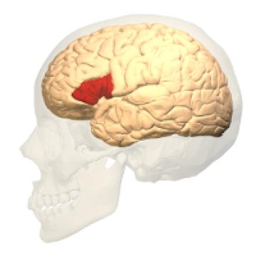 A diagram of a brain, with one area highlighted