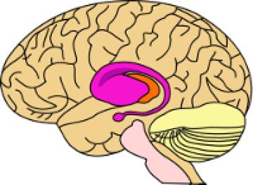 A diagram of a brain, with one area highlighted